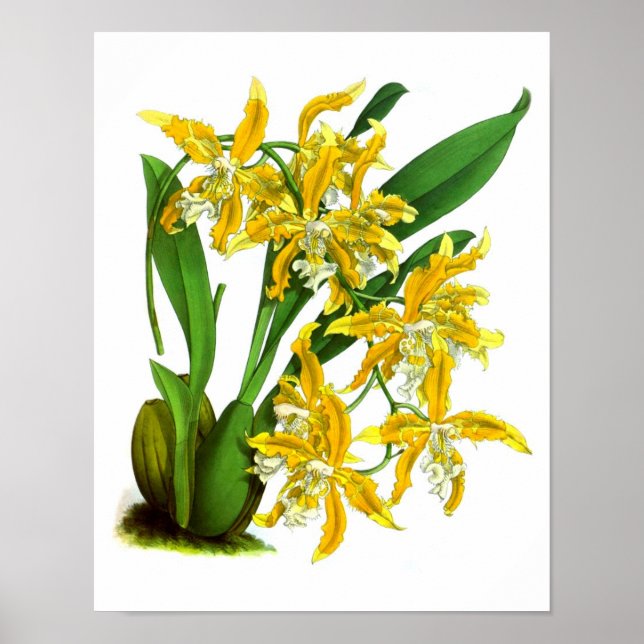 Poster Plante d'orchidées jaunes Botanique tropicale Impr (Devant)