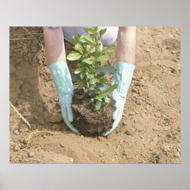 Poster Plante d'un arbre sur Jour des terres (Devant)