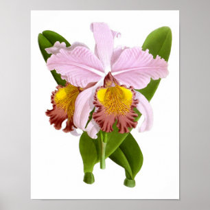 Poster Plante Exotique Orchidée Fleurs roses no.5 Art Imp