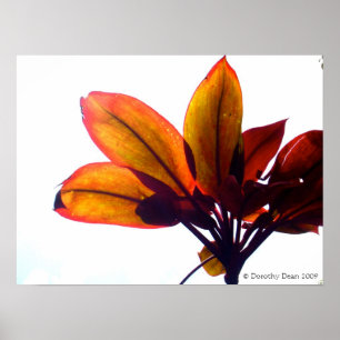 Poster Plante feuille