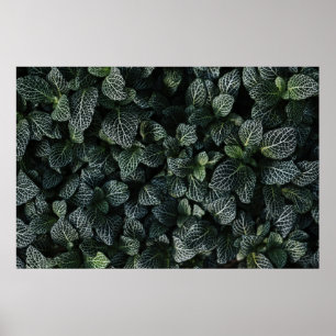 POSTER PLANTE FEUILLE VERT ET BLANC