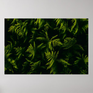 POSTER PLANTE FEUILLE VERT ET JAUNE