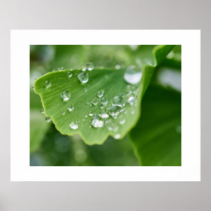 Poster Plante Ginkgo