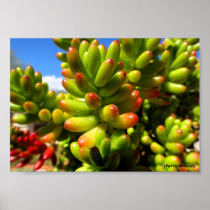 Poster Plante grasse Jelly Bean