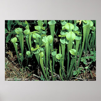 Poster Plante Green Pitcher
