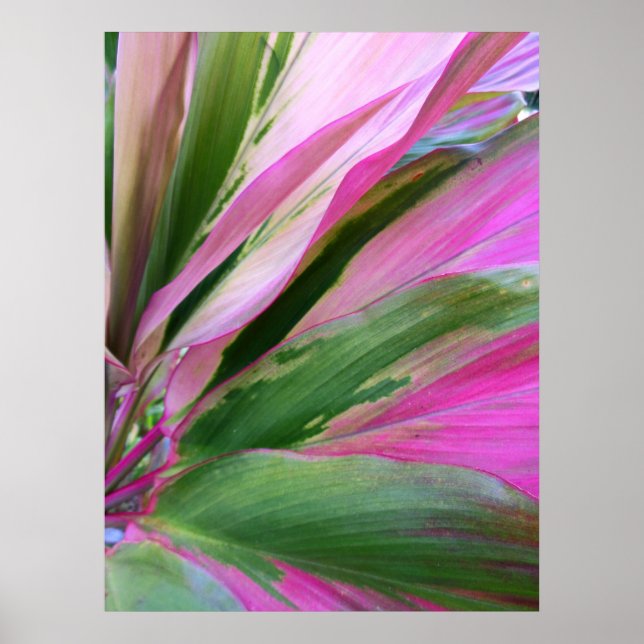 Poster Plante Hawaïen Ti (Devant)