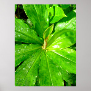 Poster Plante Hawaiian Ginger