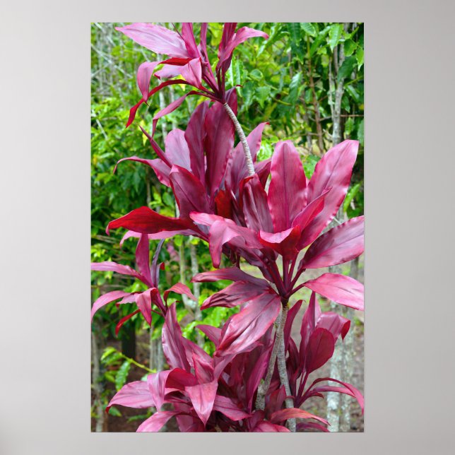 Poster Plante Hawaiian Ti (Devant)