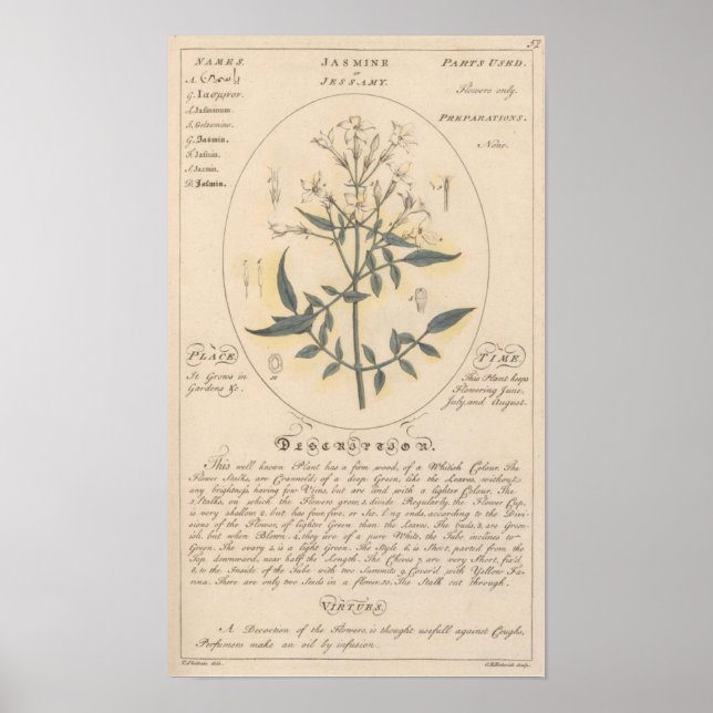 Poster Plante Jasmine (Devant)