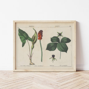 Poster Plante malheureux   Charlotte Mary Yonge