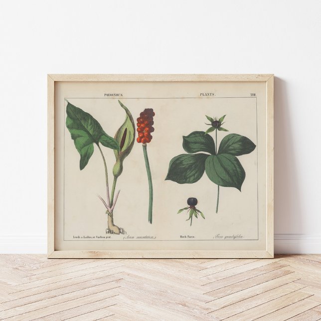 Poster Plante malheureux | Charlotte Mary Yonge (Créateur téléchargé)