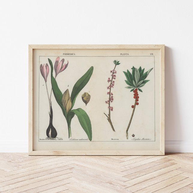 Poster Plante malheureux | Charlotte Mary Yonge (Créateur téléchargé)