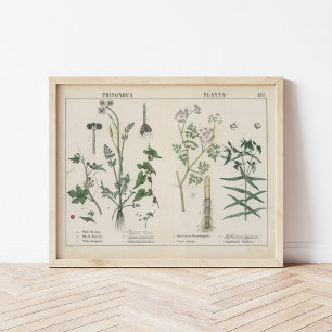 Poster Plante malheureux   Charlotte Mary Yonge