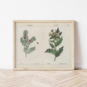 Poster Plante malheureux   Charlotte Mary Yonge