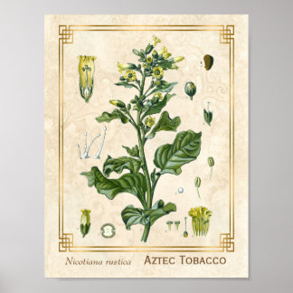 Poster Plante médicinal vintage Aztec Tabac Botanique