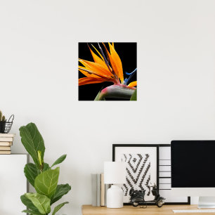 Poster Plante oiseau de paradis orange sur fond floral no