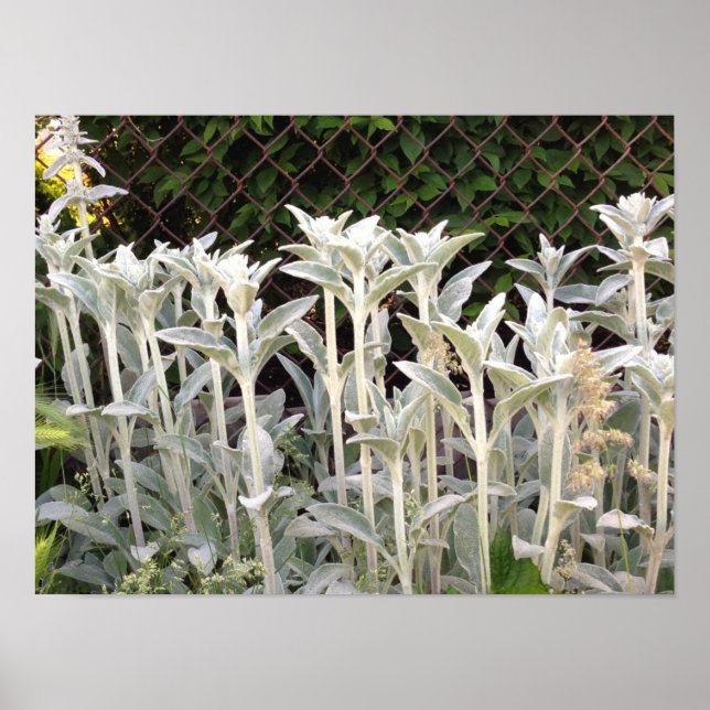 Poster Plante oreille des agneaux (Devant)