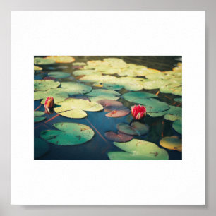 Poster Plante Pale Green Red Water Lily Flower