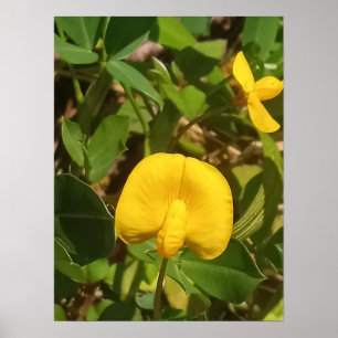 Poster Plante pérenne de cacahuètes Big Island Hawaii