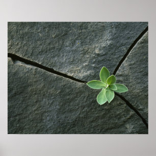 Poster Plante qui cultive dans une sangle fissurée