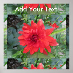 Poster Plante Red Dahlia