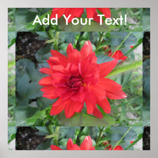 Poster Plante Red Dahlia