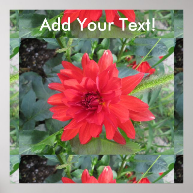 Poster Plante Red Dahlia (Devant)