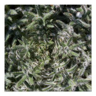 Poster plante sauvage géométrique