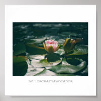 Poster Plante Stylisé Rose Eau Lily Fleurs