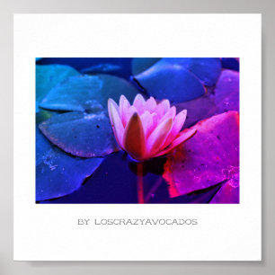 Poster Plante Stylisé Rose Water Lily