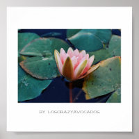 Poster Plante Stylisé Rose Water Lily