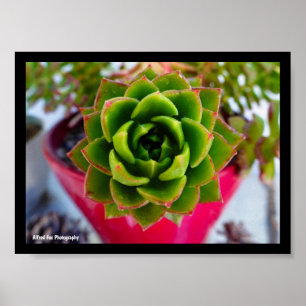 Poster Plante succulente Lipstick Echeveria