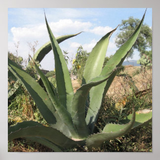 Poster Plante Tequila