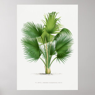 Poster Plante tropical, illustration Plante art vintage ポ