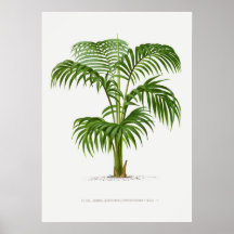 Plante tropical, illustration Plante art vintage ポ