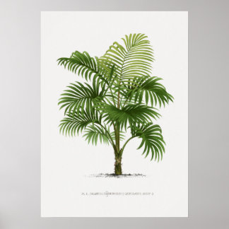 Poster Plante tropical, illustration Plante art vintage ポ