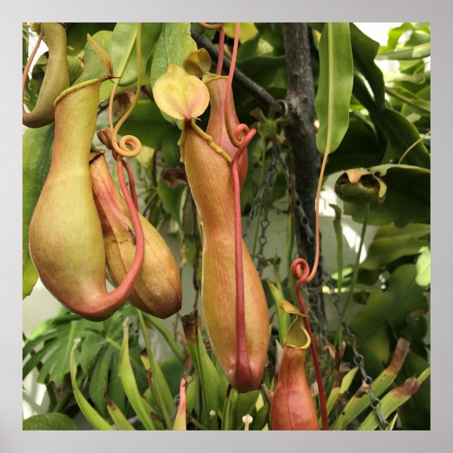 Poster Plante Tropical Pitcher (Devant)