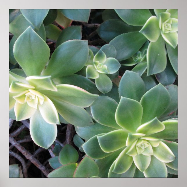 POSTER PLANTE VERT (Devant)