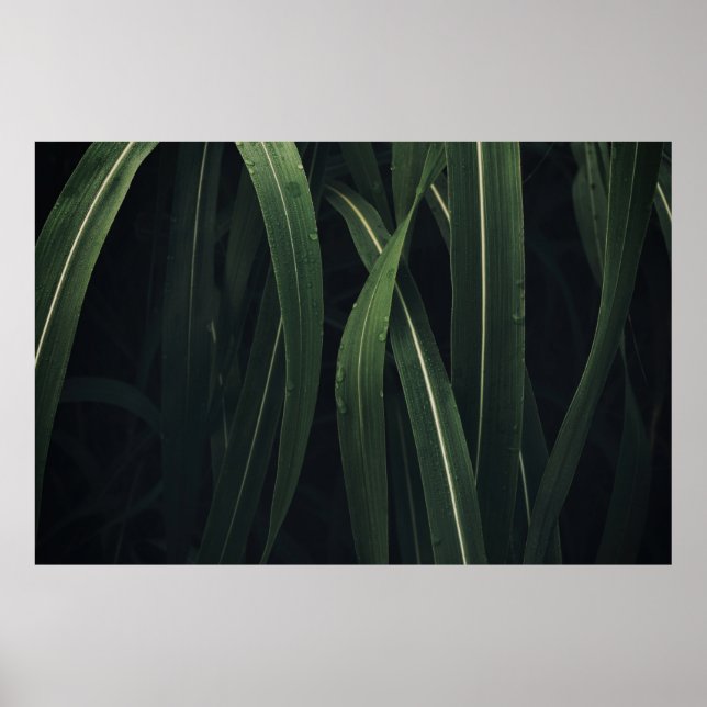 POSTER PLANTE VERT (Devant)