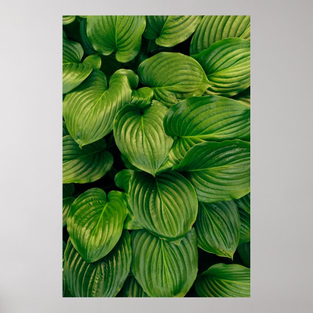 Poster Plante vert (Devant)