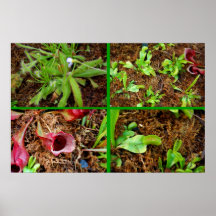 Plantes carnivores
