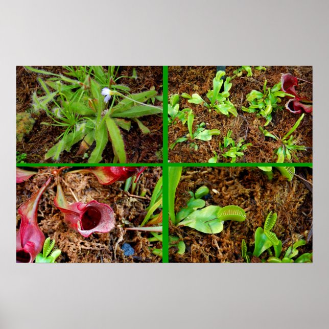 Poster Plantes carnivores (Devant)