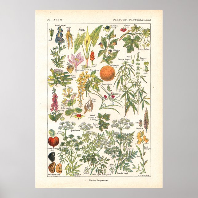 Poster Plantes dangereux mortels Imprimer en français (Devant)