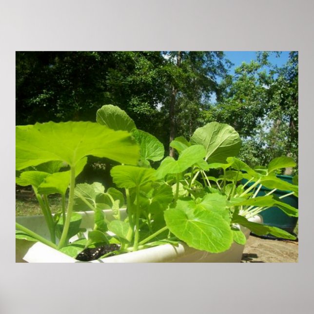 Poster Plantes de courgettes dans le jardin de porche ava (Devant)