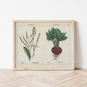 Poster Plantes de fourrage ou de terrain   Charlotte Mary