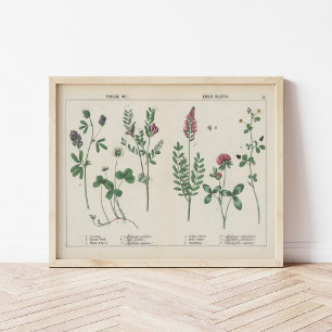 Poster Plantes de fourrage ou de terrain   Charlotte Mary