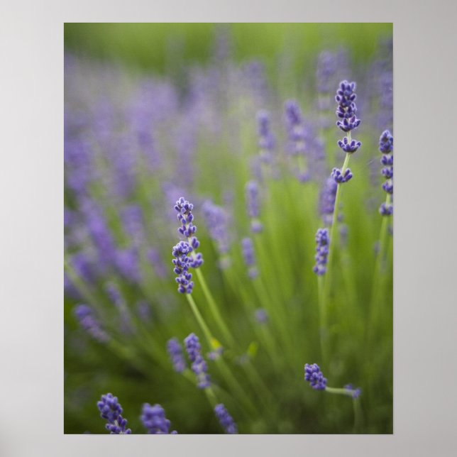 Poster Plantes de lavande 2 (Devant)