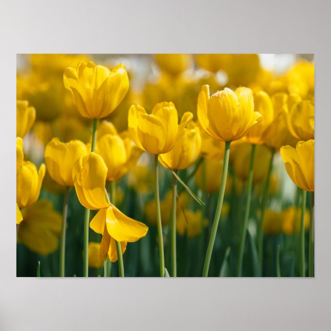 Poster Plantes de tulipe jaune (Devant)