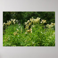 Plantes D'Été Dans Le Parc