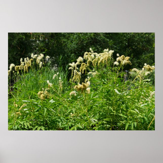 Poster Plantes D'Été Dans Le Parc (Devant)